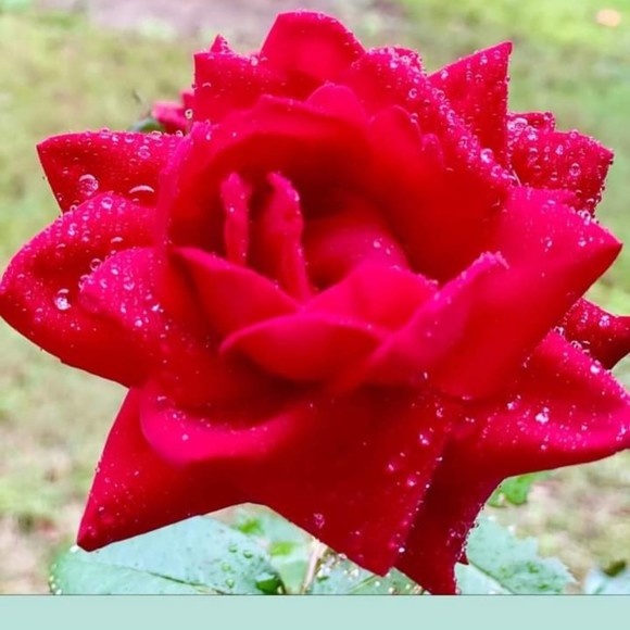 marilynryoung84